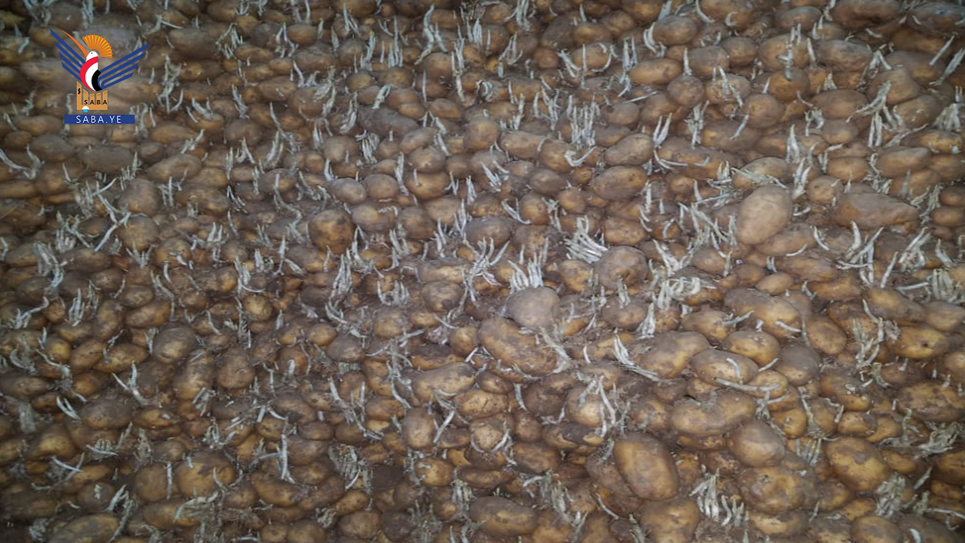 وزارة الزراعة تمنع استيراد بذور البطاطس نتيجة تحقيق الاكتفاء محلياً